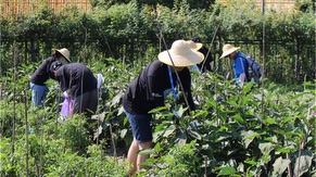 Ecological farm