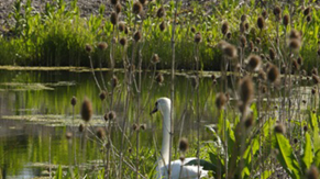 Retention Pond