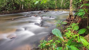 Kulim Ulu Pipe Rainforest Reserve