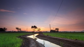 Paddy Field Near Kulim