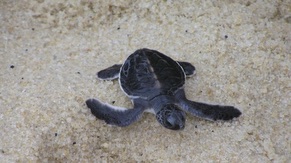 Green Turtle at Penang National Park