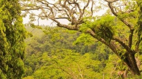 Penang Botanical Garden Tour