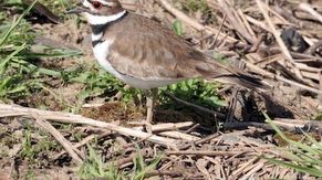 The flora surrounding the wetlands provides habitat for wildlife.