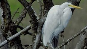 The wetlands are regularly visited by egrets and herons.