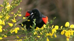 The natural wetlands at Ronler Acres will sustain themselves with little to no human intervention.