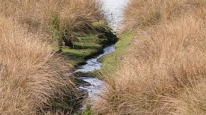 Invasive species are removed from the wetlands.