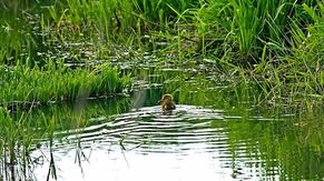 Waterfowl nest in the wetlands.